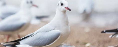 鸽子死在阳台